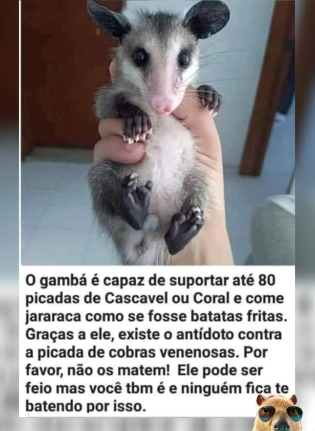 BrazilenDireita's tweet photo. Né? https://t.co/uMkkumflJe