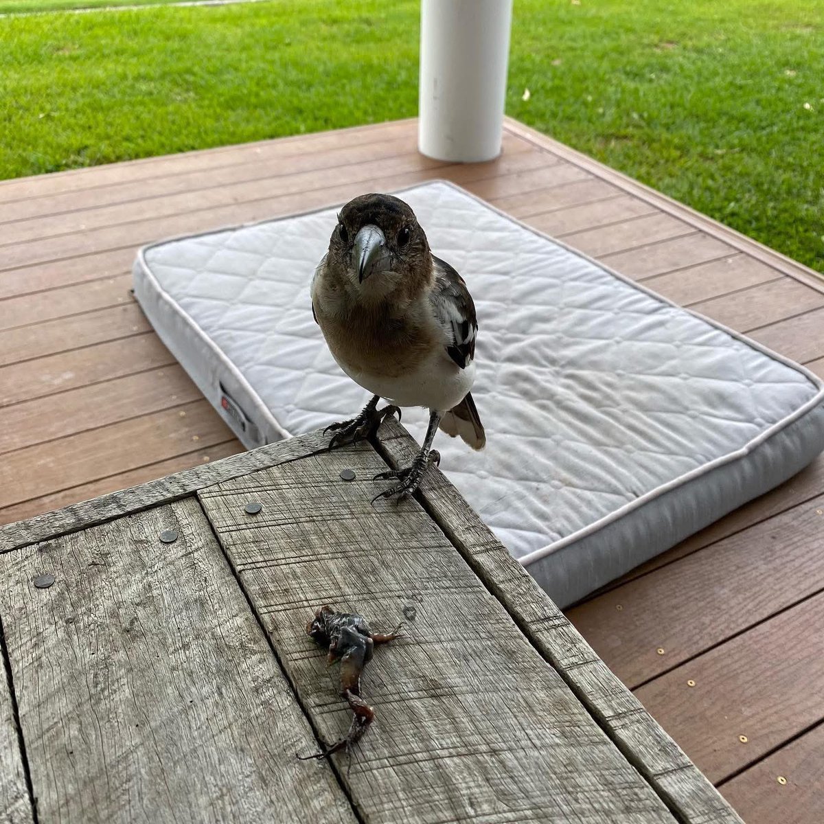 nicole_lazarou's tweet photo. I love you too, baby bird. But a mangled frog isn’t really the right way to ask someone to be your valentine 💖 #butcherbirds https://t.co/PZPIAK2hxh