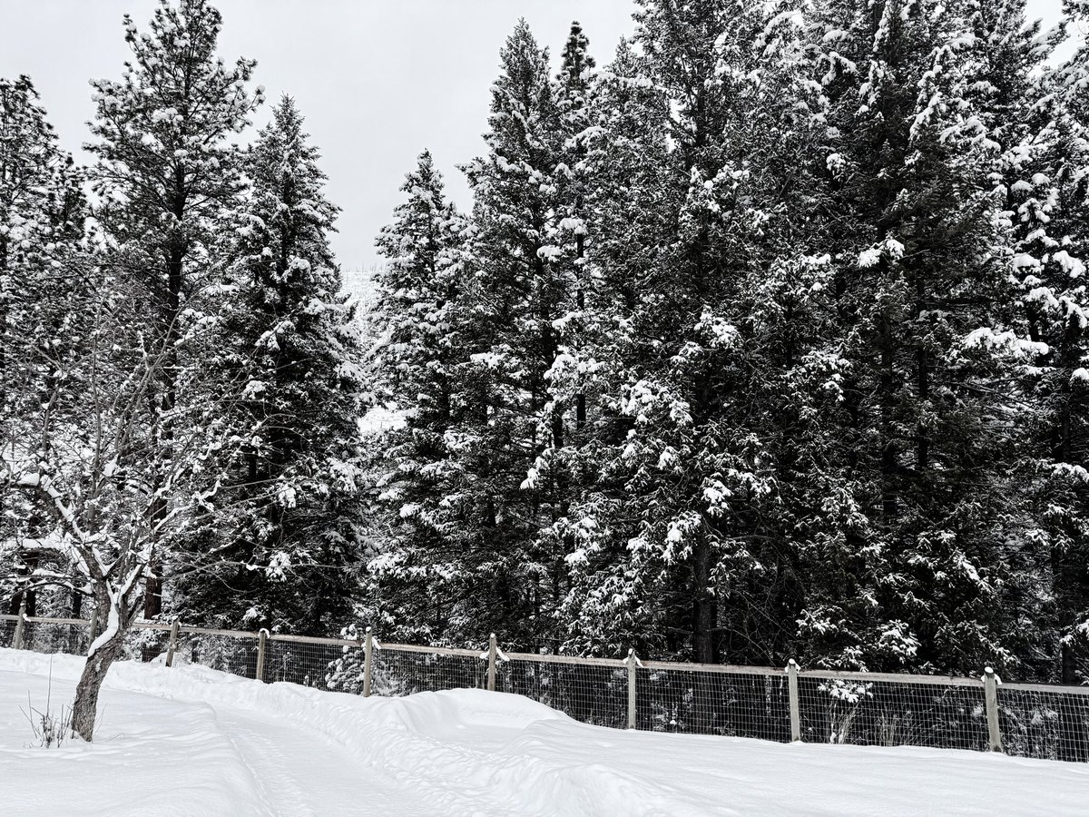 Snowy winter day in the mountains.