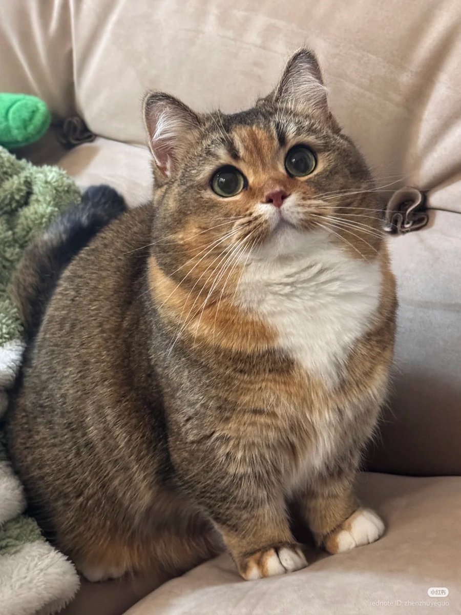No Context Cats tweet media