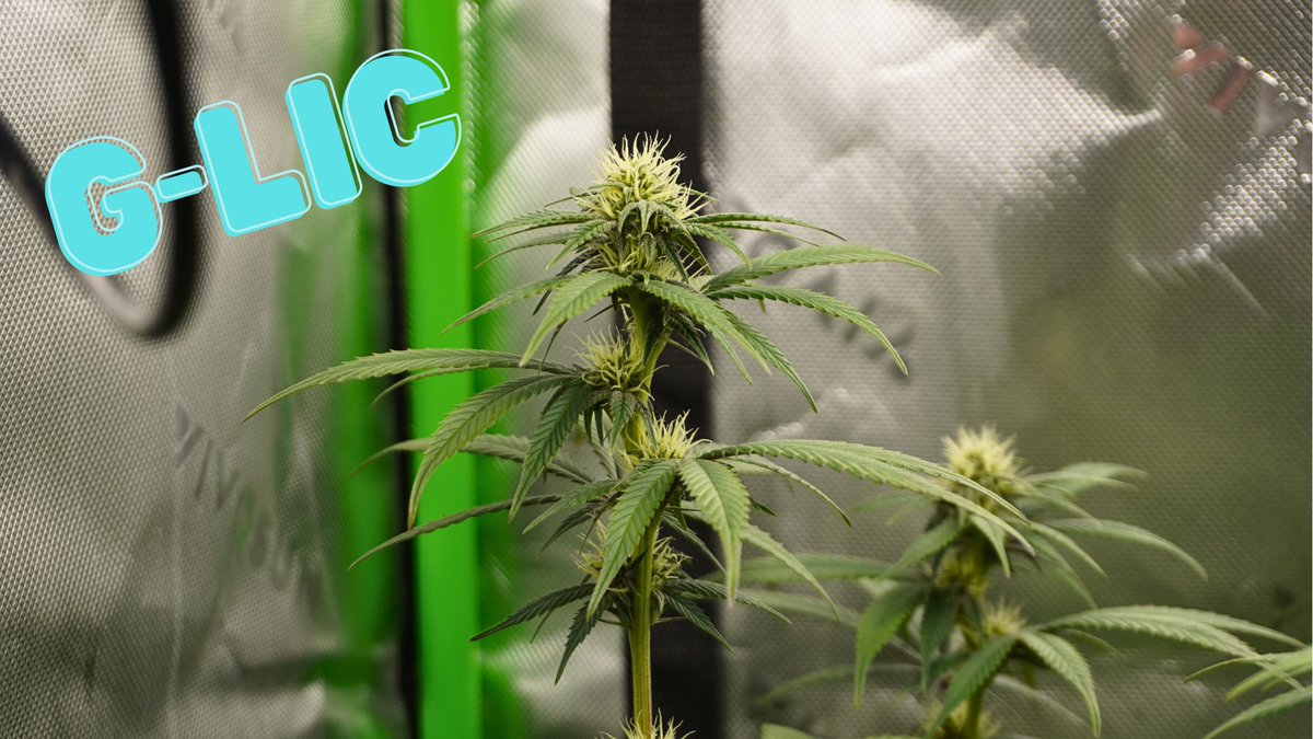 realGreenWRLD's tweet photo. What’s yall Babies Looking Like In Flower 👀👀??? 

Here Is GreenWRLD In House Genetics 

#GreenWRLD https://t.co/3OnCQr3yK0