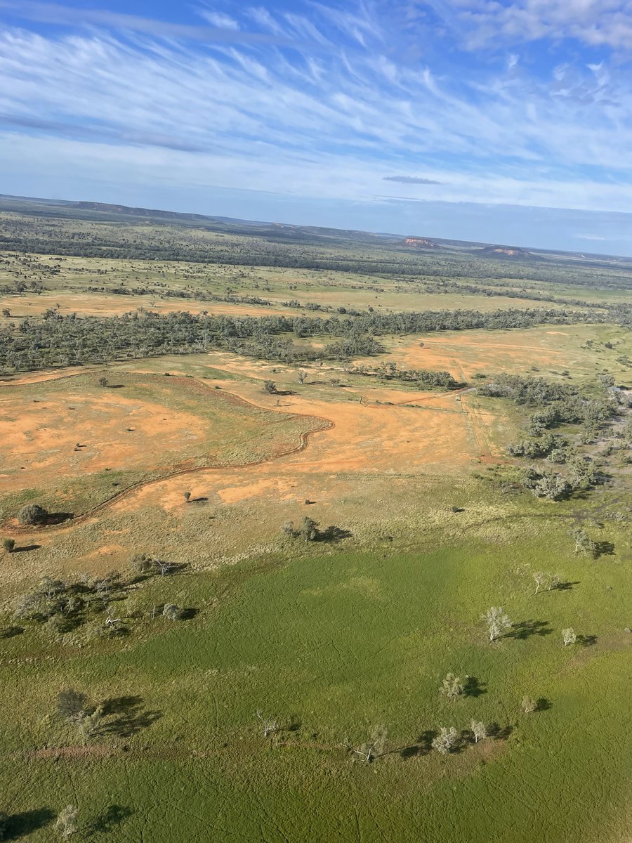 A 404ha project restoring ancient floodplains in marginal Qld country has seen decades of barren claypan turn deep green. A year since we cut contour banks around the seasonal Stonehenge Creek, we're seeing major changes to the landscape and soil health. accbeef.net.au/old-trees-clue…