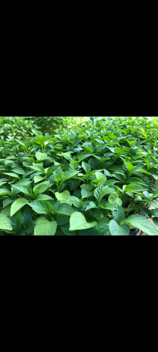 Zion seedlings tweet media