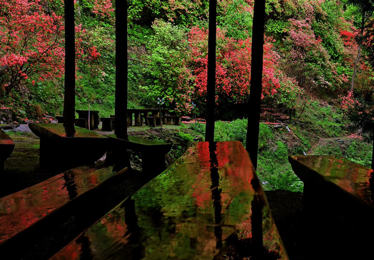 第30回えひめ森林林業写真コンクール
【入選賞】
『奥地の花園』
　笹田　温　様

#愛媛の森林基金
#写真写真コンクール