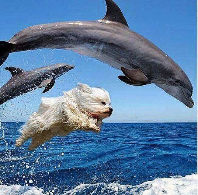 도운이가 태평양을 자유롭게 누비던 시절이 그립다
형님! 돌고래조직으로 돌아오십쇼!