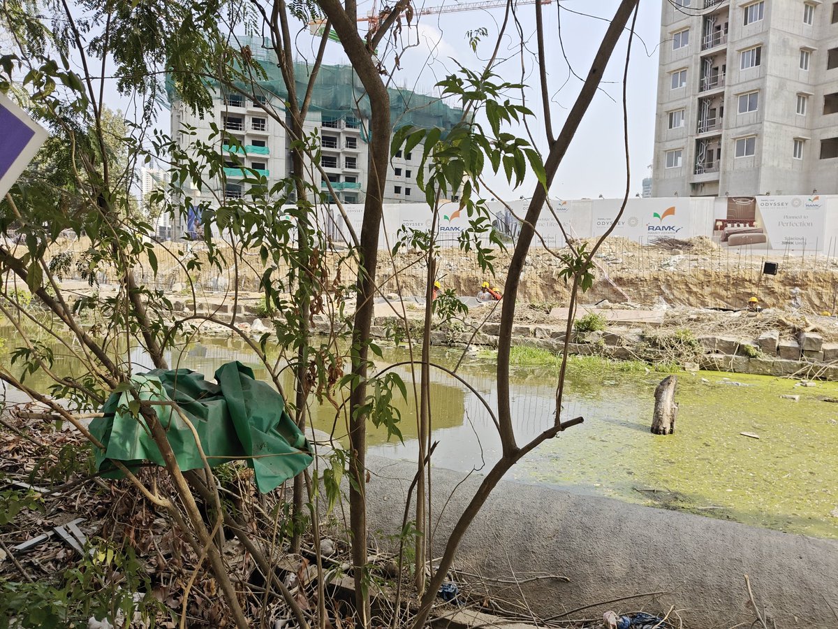 NK7693640135307's tweet photo. @mcnarsingi @GHMCOnline Urgent Request! This sewage pond in front of Vertex Panache is a ticking time bomb for dengue &amp; chikungunya. With summer here &amp; monsoon coming, mosquito breeding will explode. Authorities must act now before this turns into a health crisis! #HealthRisk https://t.co/02rLjt47NN