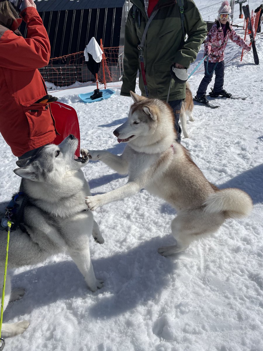 irislady_husky's tweet photo. 昨日たまたま会えたじょんすのーくん💕(@husky_jonsnow )
めっちゃかわいかった〜🥰🫶
写真ありがとうございます❣️ https://t.co/CB4rKPgVKV