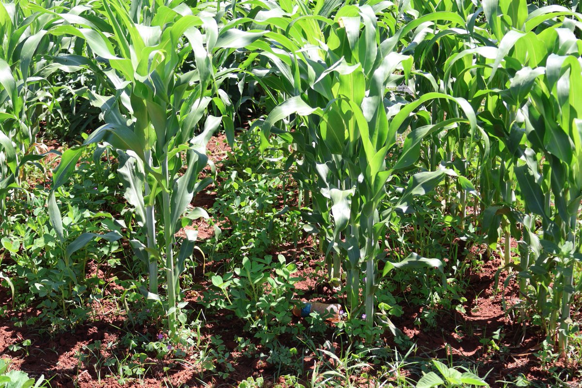 <a href="/RAIZ_project/">RAIZ</a> Supporting research in Colleges of Agriculture @Gwebi one of the students who received research grants from the project researching on Sorghum &amp; cowpea (landrace &amp; CBC2) &amp; groundnuts intercropping in red clay soils