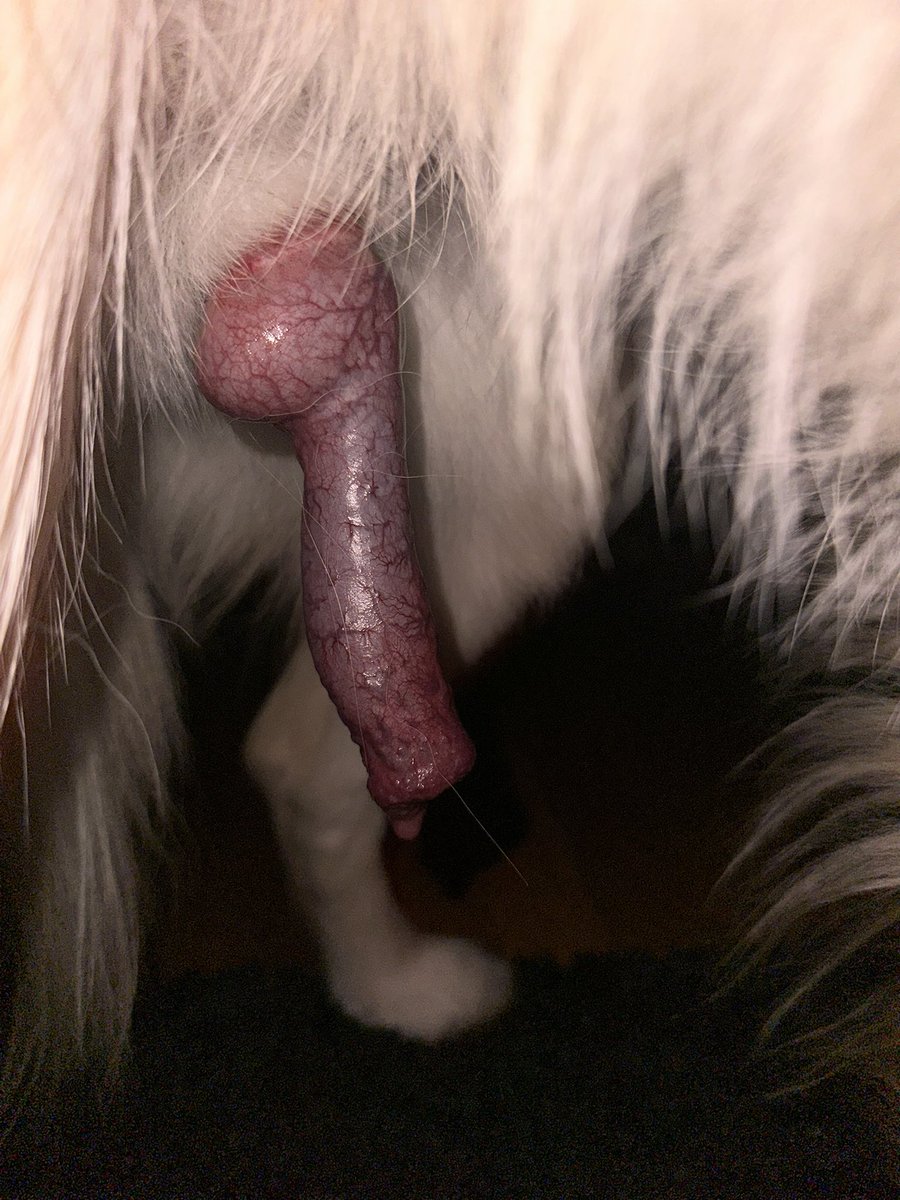 janekinkyk's tweet photo. 🌹Hey zoo lovers,,,dm ASAP on telegram🤗 @Kinkyjane23 if you'd be needing some doggone experience.🐶🐕🐕
I mean you'd definitely not want to miss out on Thais type of shit....take a look at that amazing D.🤩🤩 https://t.co/GPSNWiWZhR