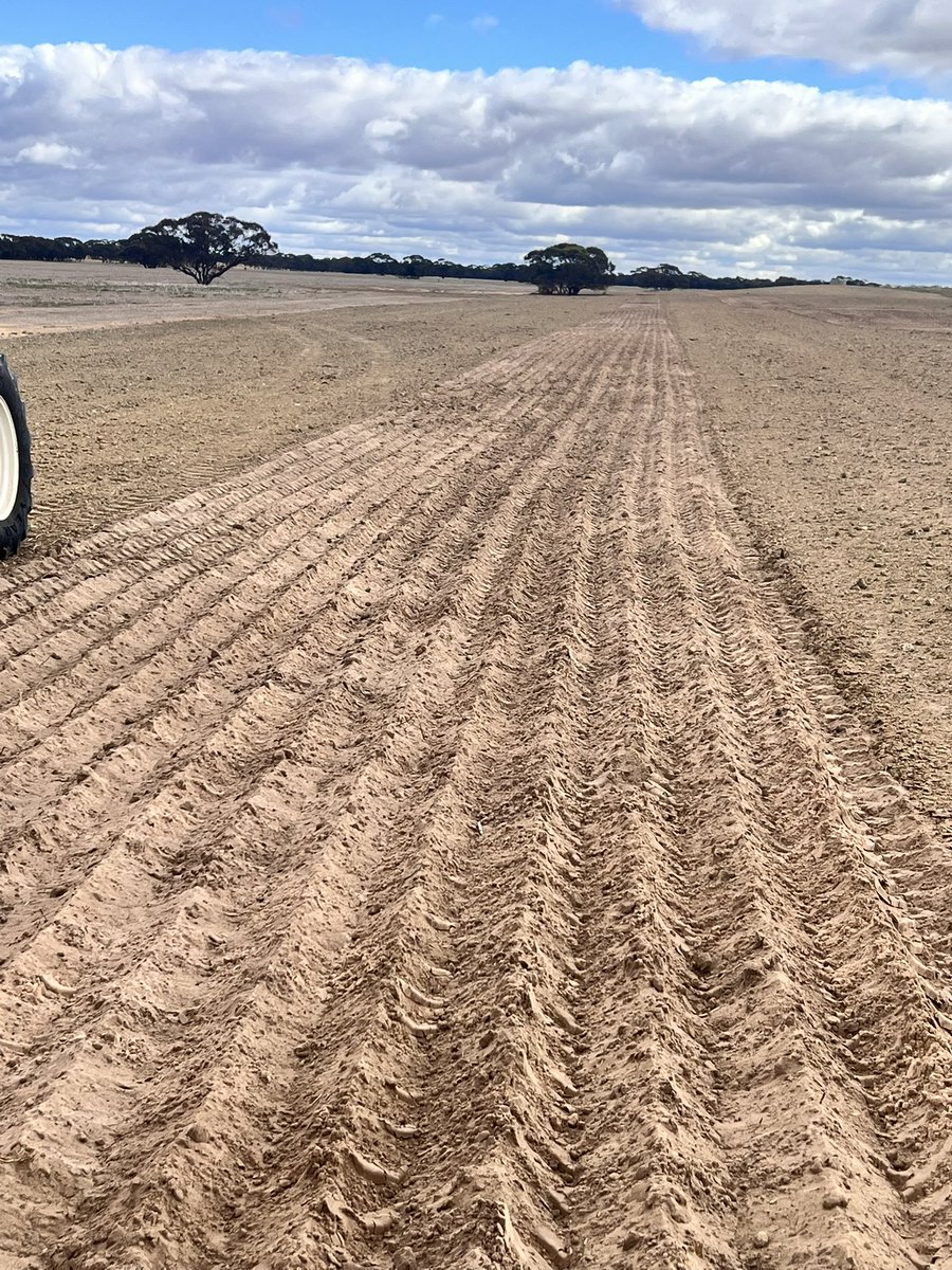 dingo71113's tweet image. Spading is about to start and we are looking for some spading interest in the Yorke peninsula area and surrounds.
Possibly coming over in march. Located western vic. Will be travelling to pinnaroo area and also Hopetoun if anyone is interested. Anymore info call 0411782853