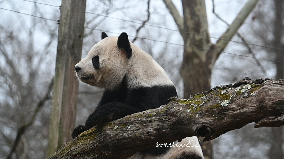 somesay's tweet image. Handsome Papa Tian

#panda #dcpandas #giantpandas