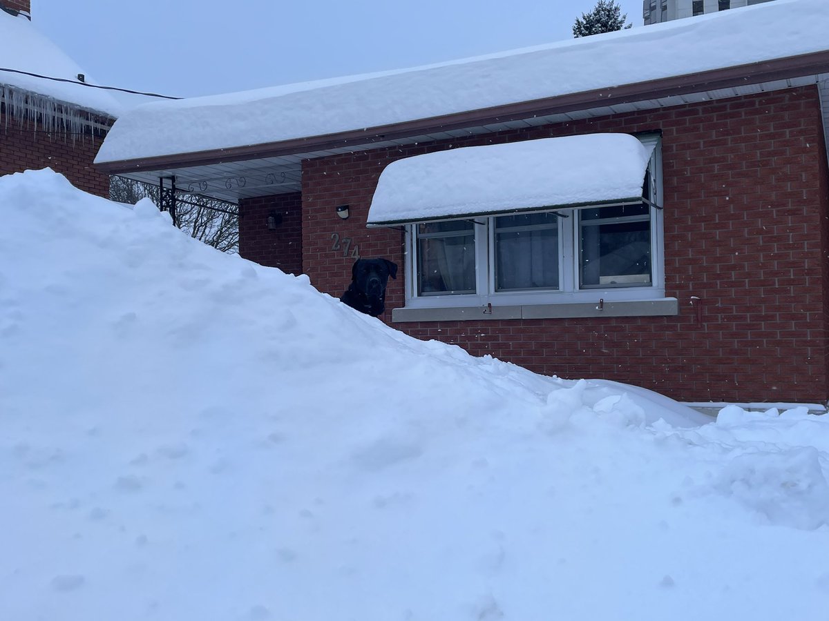 Snow Mountain is getting bigger &amp; bigger, we’ve run out of room on the front yard.
#snow #ontario #ONStorm #storm #kitchener