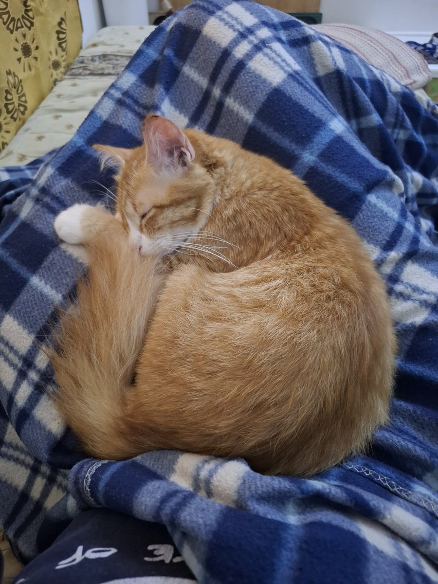 This cat has been sleeping on me since last month (real)