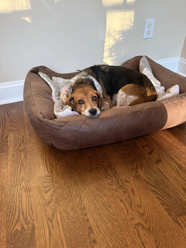 TriBeagles's tweet image. Adoptable #beagle of the day GLINDA