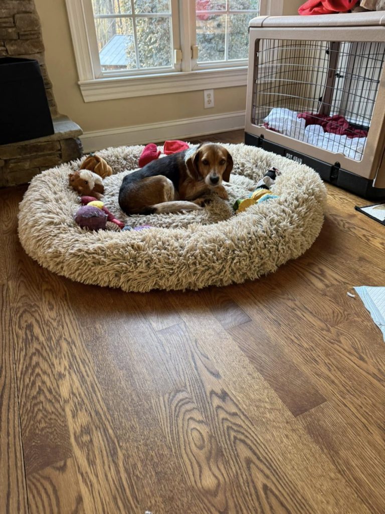 TriBeagles's tweet image. Adoptable #beagle of the day GLINDA