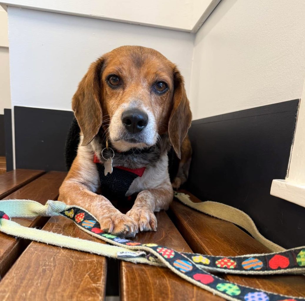 TriBeagles's tweet image. Adoptable #beagle of the day GLINDA