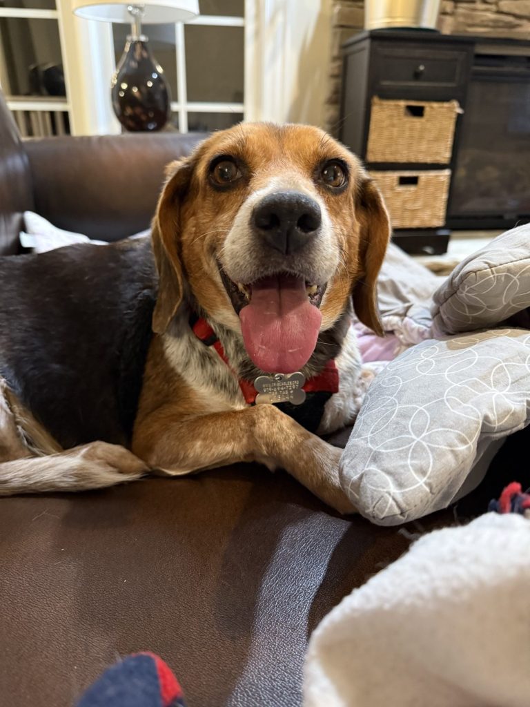 TriBeagles's tweet image. Adoptable #beagle of the day GLINDA