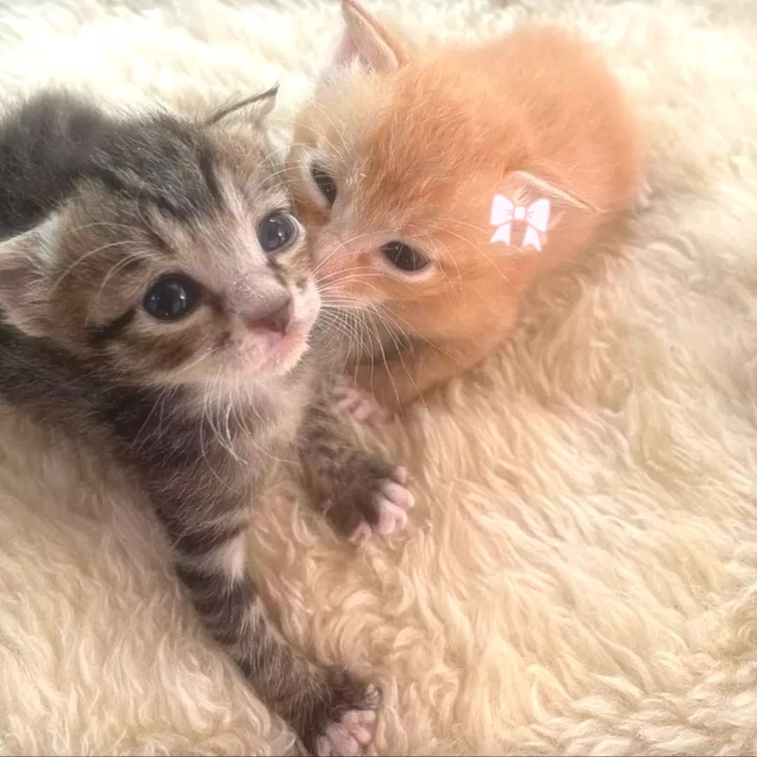 cat archives tweet media