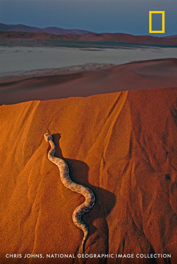 Under the twilight sun, a viper carves a path through the Namib desert.