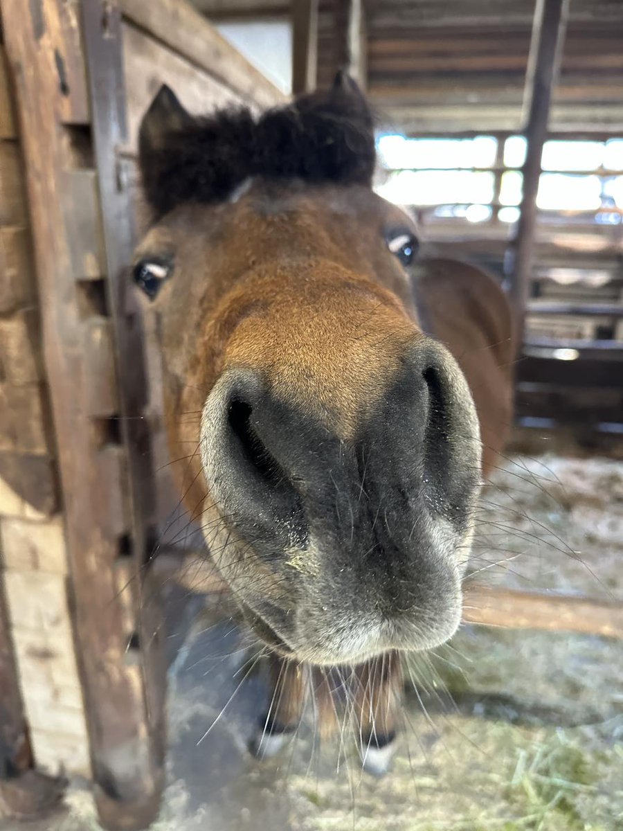 saitamazoo_tw's tweet photo. 放飼場へ出る順番待ち中のポニーのつがるです。
#ポニー乗馬コーナー https://t.co/wSN8saODDH
