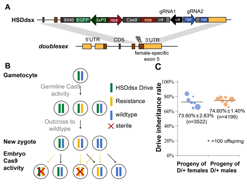 School of Life Sciences, Peking University (@slspku) on Twitter photo Dr. Jackson Champer's team generated sterile Anopheles stephensi using a gene drive system targeting dsx, aiming to eliminate vectors and stop malaria. #PKUResearch 
nature.com/articles/s4146… Dr. Jackson Champer's team generated sterile Anopheles stephensi using a gene drive system targeting dsx, aiming to eliminate vectors and stop malaria. #PKUResearch 
nature.com/articles/s4146…