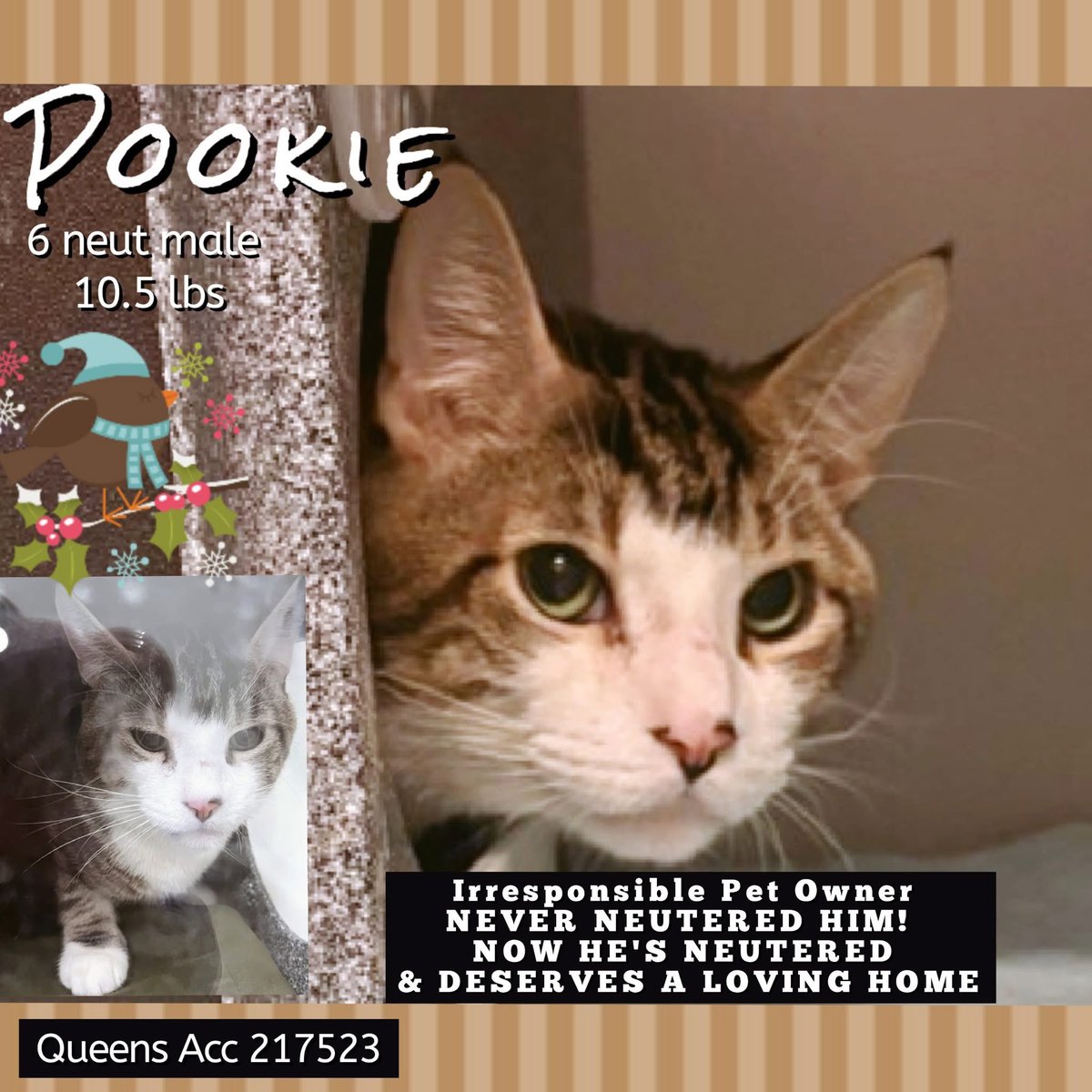 🆘Please RT-adopt-foster! 🆘

POOKIE is on the “emergency placement” list at #ACCNYC and needs out of the shelter by 12 NOON 2/18! 

#URGENT #NYC #CATS #NYCACC #TeamKittySOS #AdoptDontShop #CatsOfTwitter newhope.shelterbuddy.com/Animal/Profile…