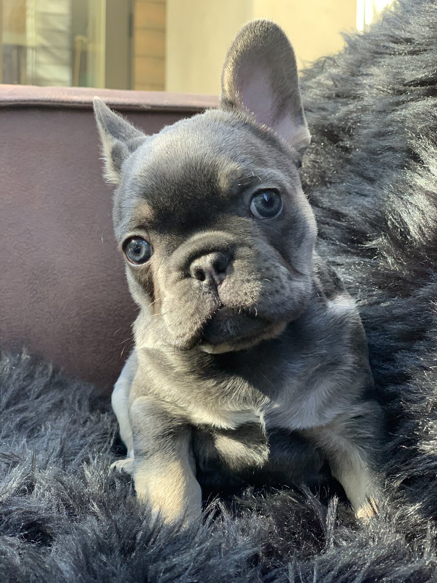 Framworksstudio's tweet image. 🐾 Blue-eyed wonder: A French Bulldog puppy steals hearts with that signature head tilt. Pure love in furry form 💖 | @FrameworkStudio for more precious moments 📸 #FrenchBulldog #PuppyLove #DogsOfLA