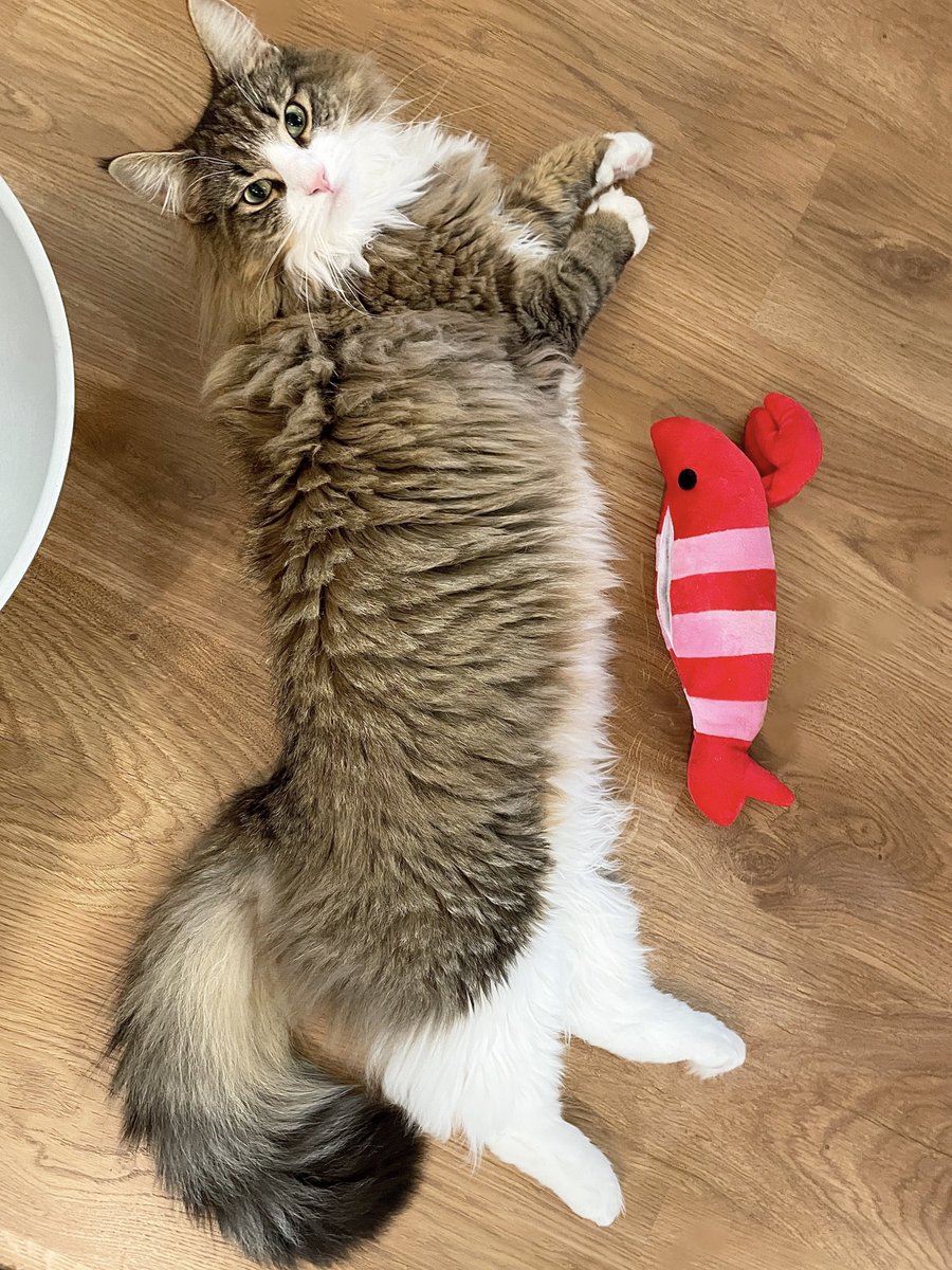 猫がデカすぎて蹴りぐるみが甘海老サイズに…