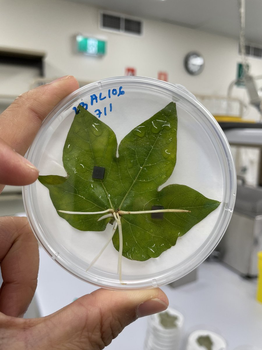 Amazing #Cotton
We set up a pathology assay to destroy the leaf, but after 40 days it regenerates.
It’s a failed assay anyway 😂