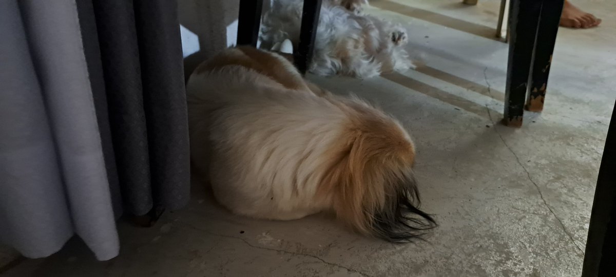 naomiloonstra's tweet photo. Almost noon nap!
What are you doing on this Monday?
Oh Goodmorning by the way!

😘 Naomi!

#dog #shihtzu #puppy #girl #cute #sweet #beautiful #fyp #love #evening #dogsoftwitter #dogsofinstagram #Philippines #pinoy #pinay https://t.co/ZTP9RE7zWe