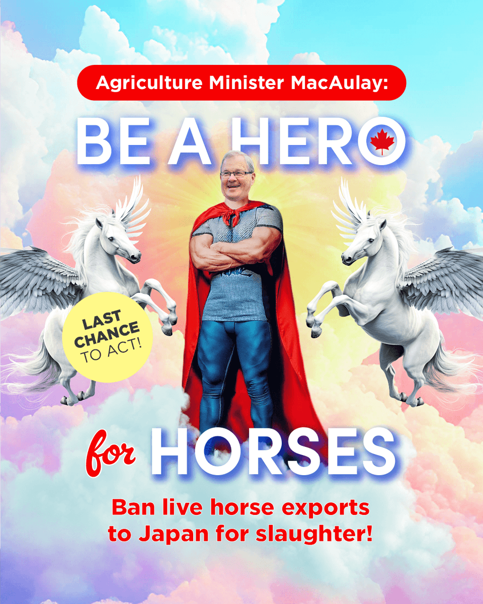 Lisa Osanic (@lisaosanic) on Twitter photo Please save these horses. Time is running out, but YOU can still be a #HeroForHorses, Minister MacAulay! 📷📷 The majority of Canadians want live horse exports for slaughter to end—please introduce regulations now to BAN this practice! #CdnPoli #CdnAg
<a href="/L_MacAulay/">Lawrence MacAulay</a> Please save these horses. Time is running out, but YOU can still be a #HeroForHorses, Minister MacAulay! 📷📷 The majority of Canadians want live horse exports for slaughter to end—please introduce regulations now to BAN this practice! #CdnPoli #CdnAg
<a href="/L_MacAulay/">Lawrence MacAulay</a>