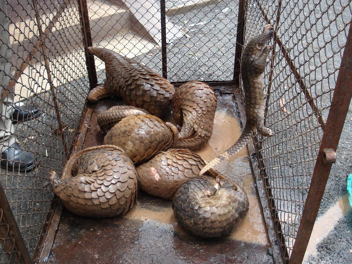Pangolins-the only scaled mammals are heavily trafficked. On World Pangolin Day, let’s raise awareness and support Wildlife Alliance in their fight against poaching and illegal trade in Cambodia. Let's help these critically endangered animals.
#wildlifealliance #WorldPangolinDay