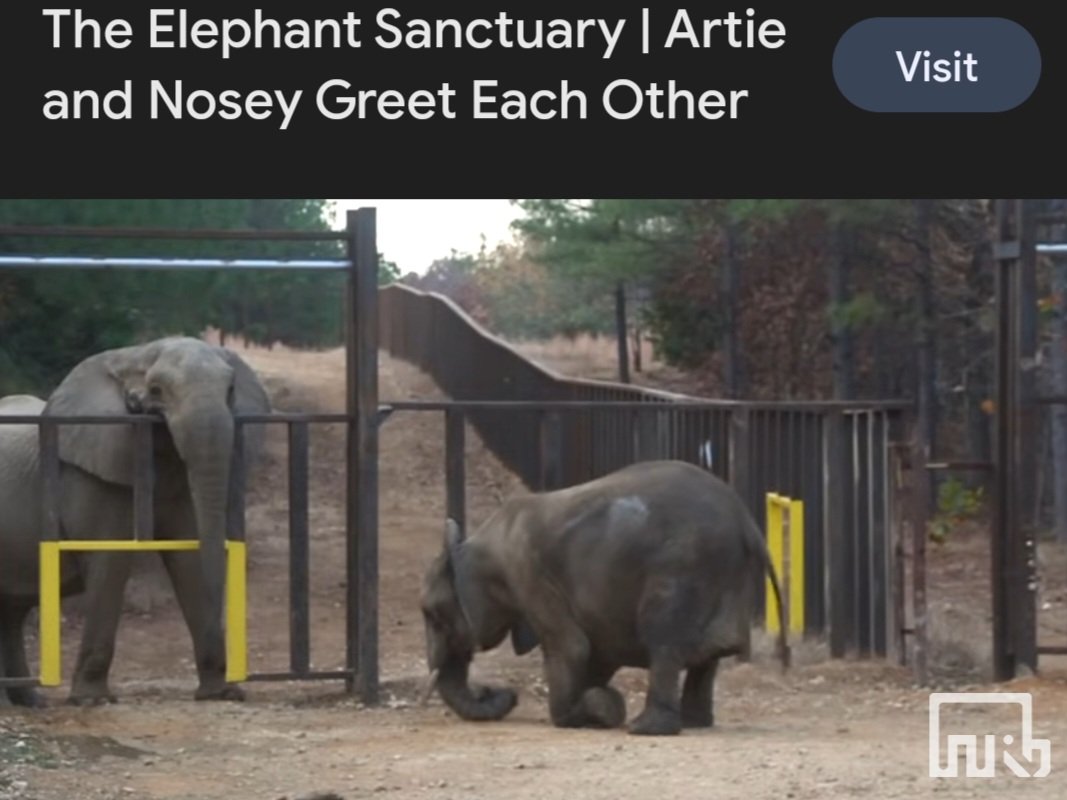 mudd_cloudy's tweet image. Blows my mind a little bit that #Nosey the rescue #elephant bowed in submission when she first met rescue elephant Artie 2023