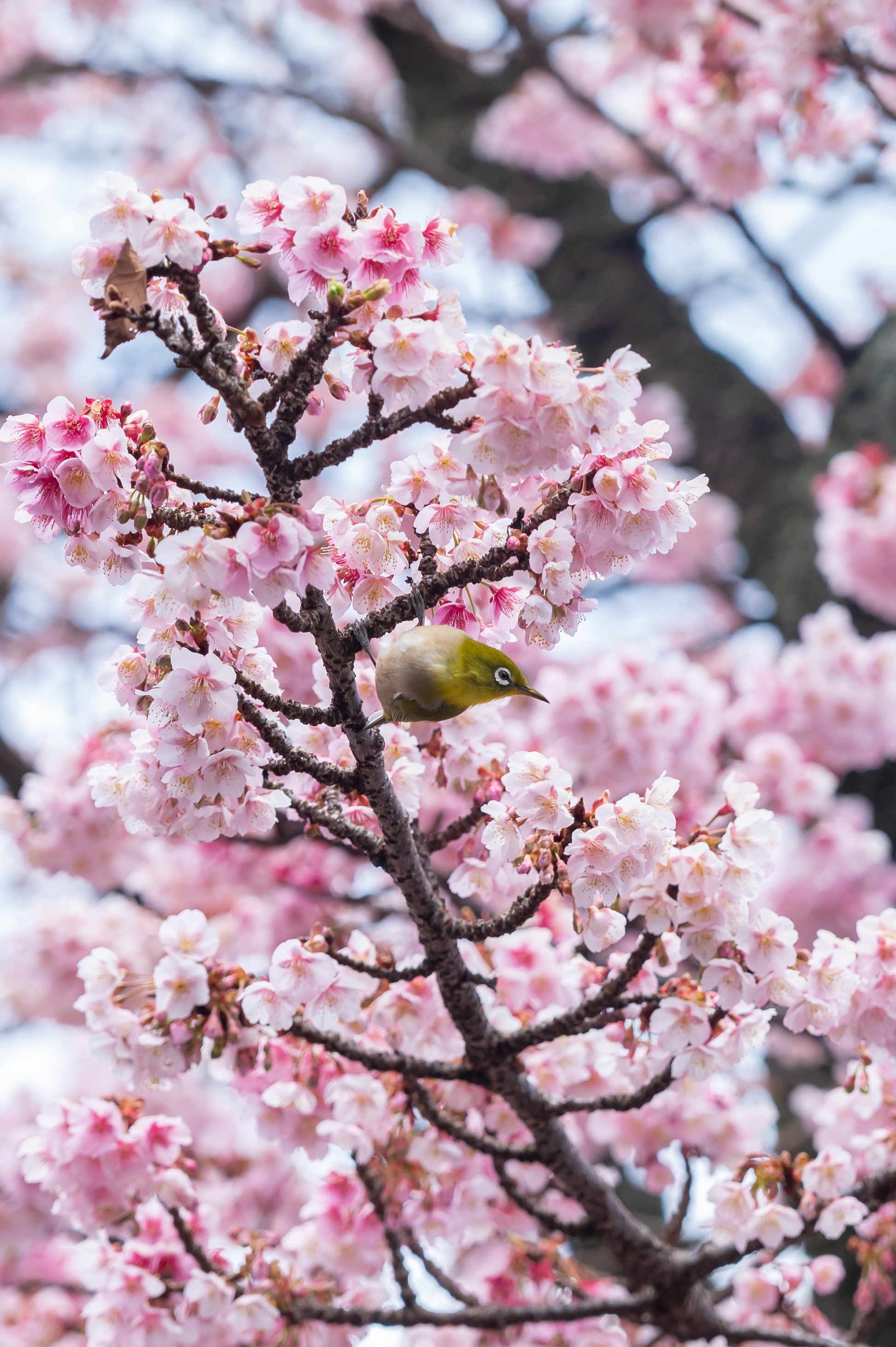 bird/ 桜 あき on X: 