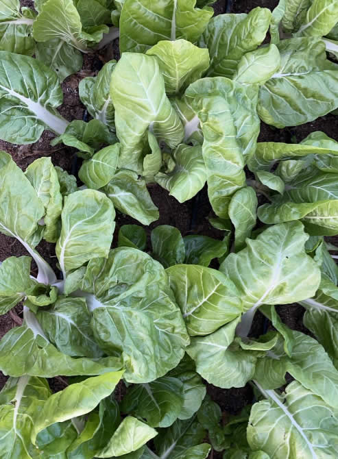 ¿Sabías que las acelgas crecen maravillosamente en invernaderos? 🌱 Son ricas en nutrientes y pueden cultivarse todo el año. ¡Aprovecha los beneficios de un cultivo controlado! 🥬 #cultivodeproximidad, #acelgas, #agriculturalocal, #cosechafresca, 
<a href="/AytoFuenlabrada/">Ayuntamiento de Fuenlabrada</a>