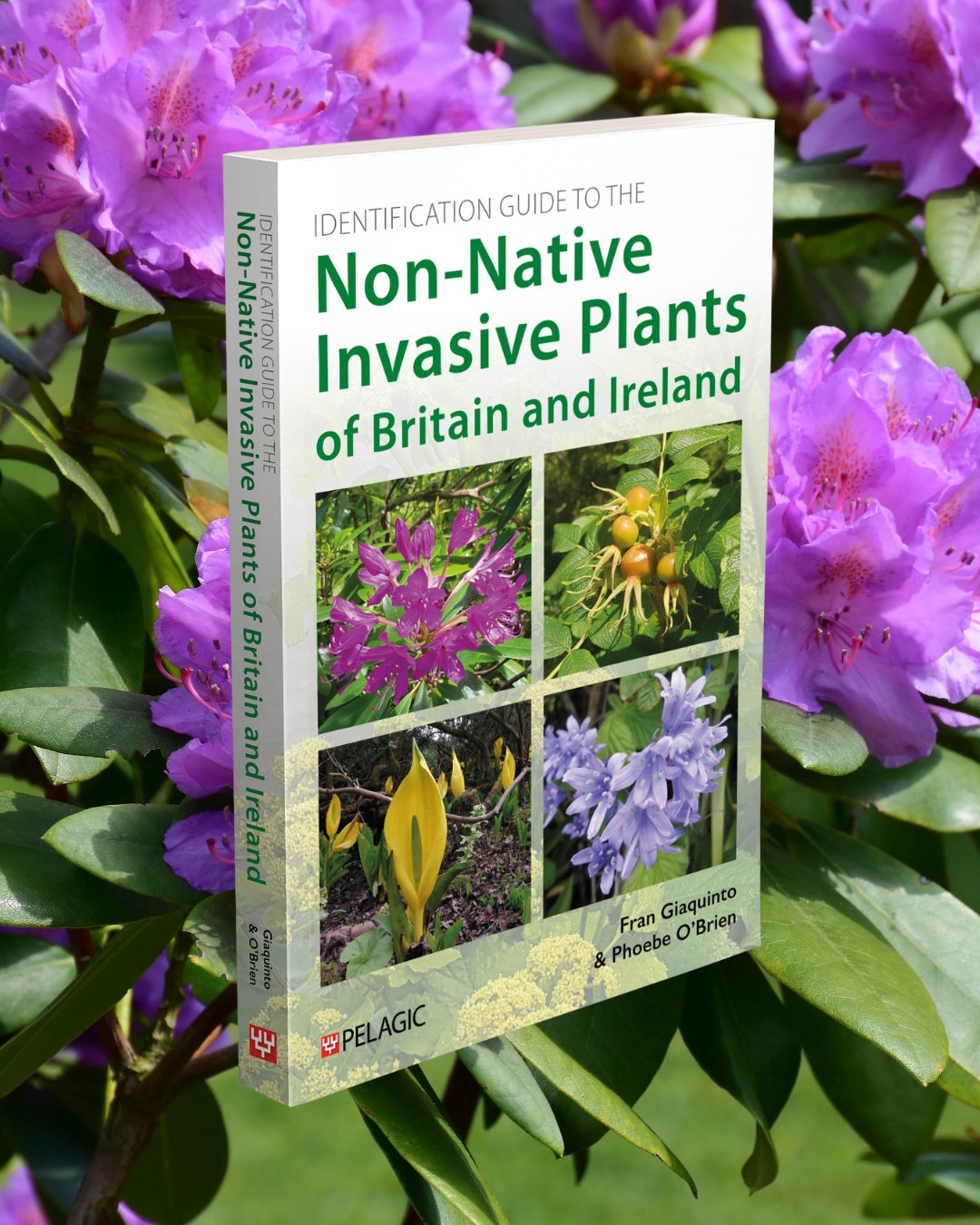 Invasive Plant Identification Guide New Zealand Pigmyweed | Knotweed
