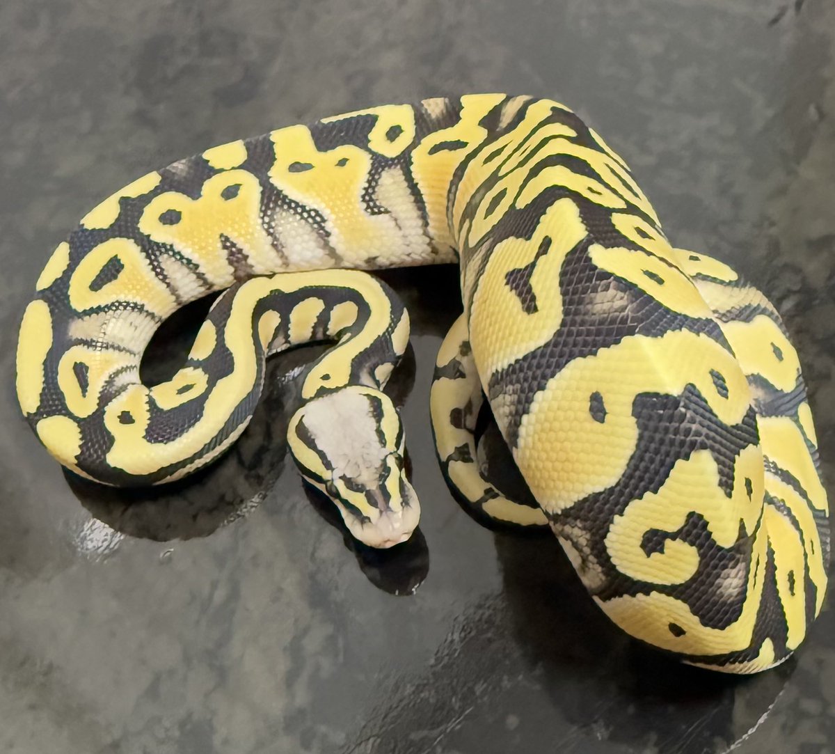 Pythonberry8's tweet image. 【@USSI_OSAKA 】さんよりDGを3匹お迎えさせて頂きました！
大事に育てます🐍

Pastel DG het Clown 66%Hypo ♀
Pastel DG 66% Clown 50% Hypo ♀
Fire DG ♀

#USSI_OSAKA
#FABULOUS