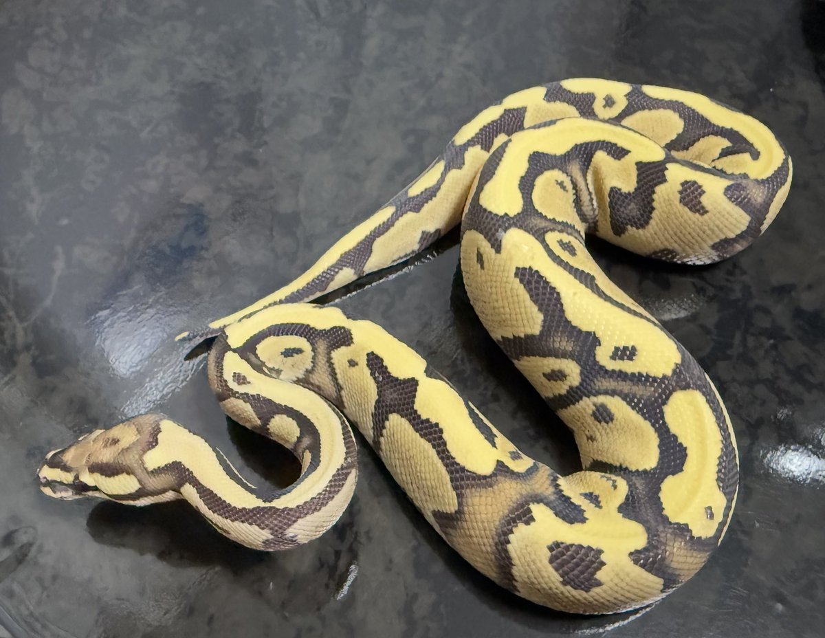 Pythonberry8's tweet image. 【@USSI_OSAKA 】さんよりDGを3匹お迎えさせて頂きました！
大事に育てます🐍

Pastel DG het Clown 66%Hypo ♀
Pastel DG 66% Clown 50% Hypo ♀
Fire DG ♀

#USSI_OSAKA
#FABULOUS