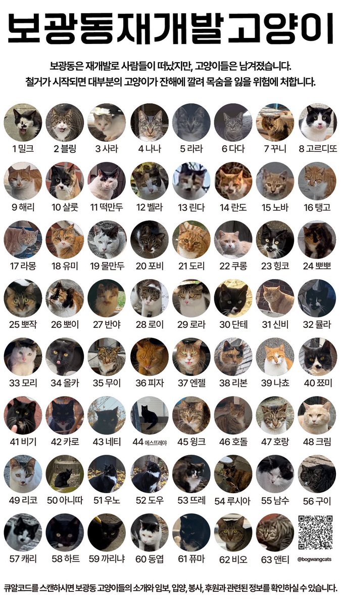 재개발로 사람들은 모두 떠났지만 고양이들은 그 자리에서 떠날 줄을 모릅니다

한남동 재개발로 삶의 터전을 잃을 길고양이들에게 관심을 가져주세요! 😿 #한남동고양이 #보광동고양이