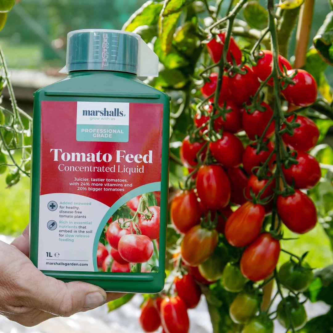 🍅 Time to Sow Your Tomato Seeds! 🍅

Give your tomato plants the best possible start with these top-notch tools and tips for growing success:

✨ Vermiculite
✨ Liquid Feed
✨ Super 7 Electric Windowsill Propagator

#TomatoGrowing #GrowYourOwn #SeedSowing #GardeningMadeEasy