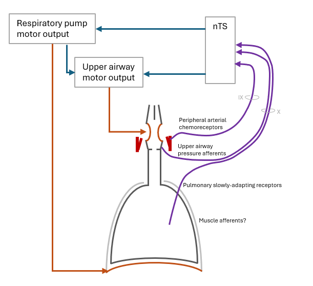 Professor Philip Nolan (@philipnolan_mu) on Twitter photo I 've stayed away from social media for over nine months, but 2025 is a fresh start. I'm really enjoying being back <a href="/MaynoothUni/">Maynooth University</a> researching fundamental questions in the physiology of the control of breathing. I'm migrating to Bluesky, follow me there bsky.app/profile/philip… I 've stayed away from social media for over nine months, but 2025 is a fresh start. I'm really enjoying being back <a href="/MaynoothUni/">Maynooth University</a> researching fundamental questions in the physiology of the control of breathing. I'm migrating to Bluesky, follow me there bsky.app/profile/philip…