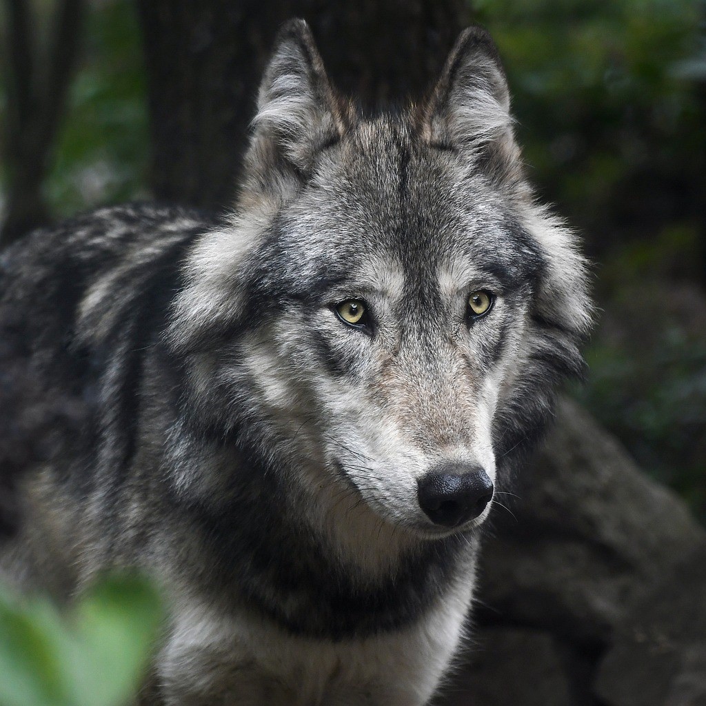 There’s a reason the wolf has historically represented the spiritual protector of tribes. In Serbia, the wolf is a protected species, thanks to its invaluable ecological, sanitary, and cultural significance.
📷 Unsplash
#experienceSerbia
