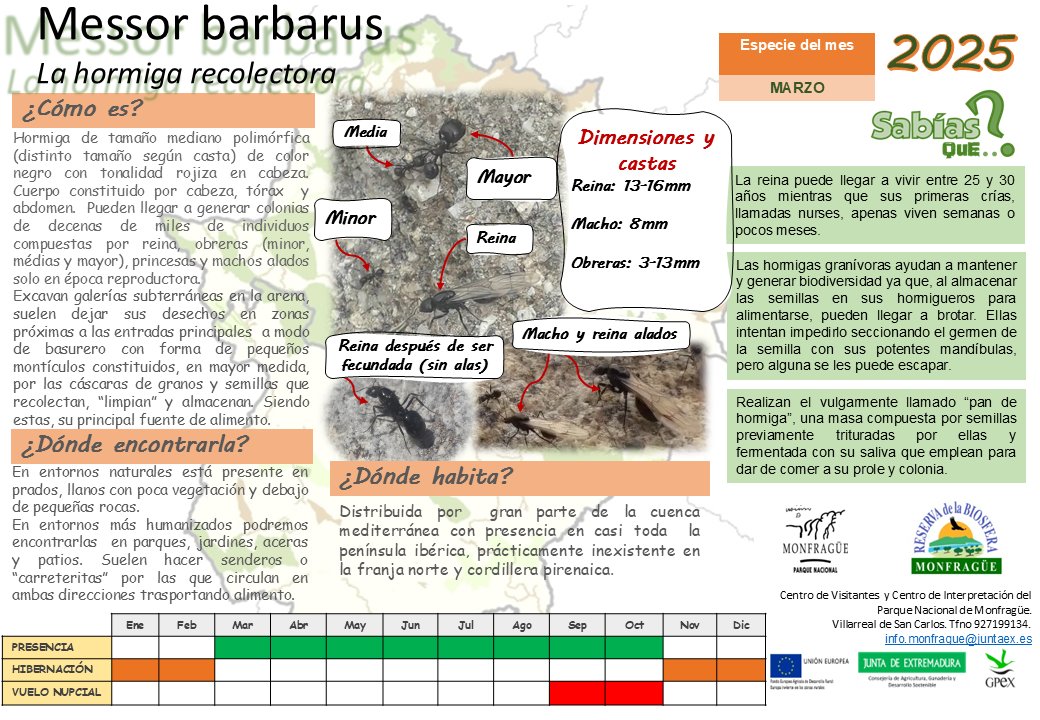 Cuando visitamos espacios naturales protegidos, para disfrutar sin dejar de conservar, es preciso seguir las normas y recomendaciones de visita. ¿Sabías que nuestra #especiedelmes de #marzo es especialista en seguir una de ellas?🔎🐜🐜🛤🐜🐜🔍¡Adivina cuál! #hormigarecolectora