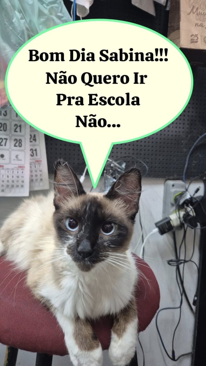 TaBoaCanoa's tweet photo. Sabina ela nao quer ir pra escola, convence ela sabina @sabinasimonato_ @xoia #bdsp https://t.co/9fjTiQqZgg