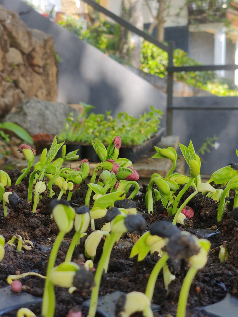 0xmindfulliving's tweet photo. Such a beautiful sight, checking my kids everyday🌱♻️💚 https://t.co/kelqe2HmV0