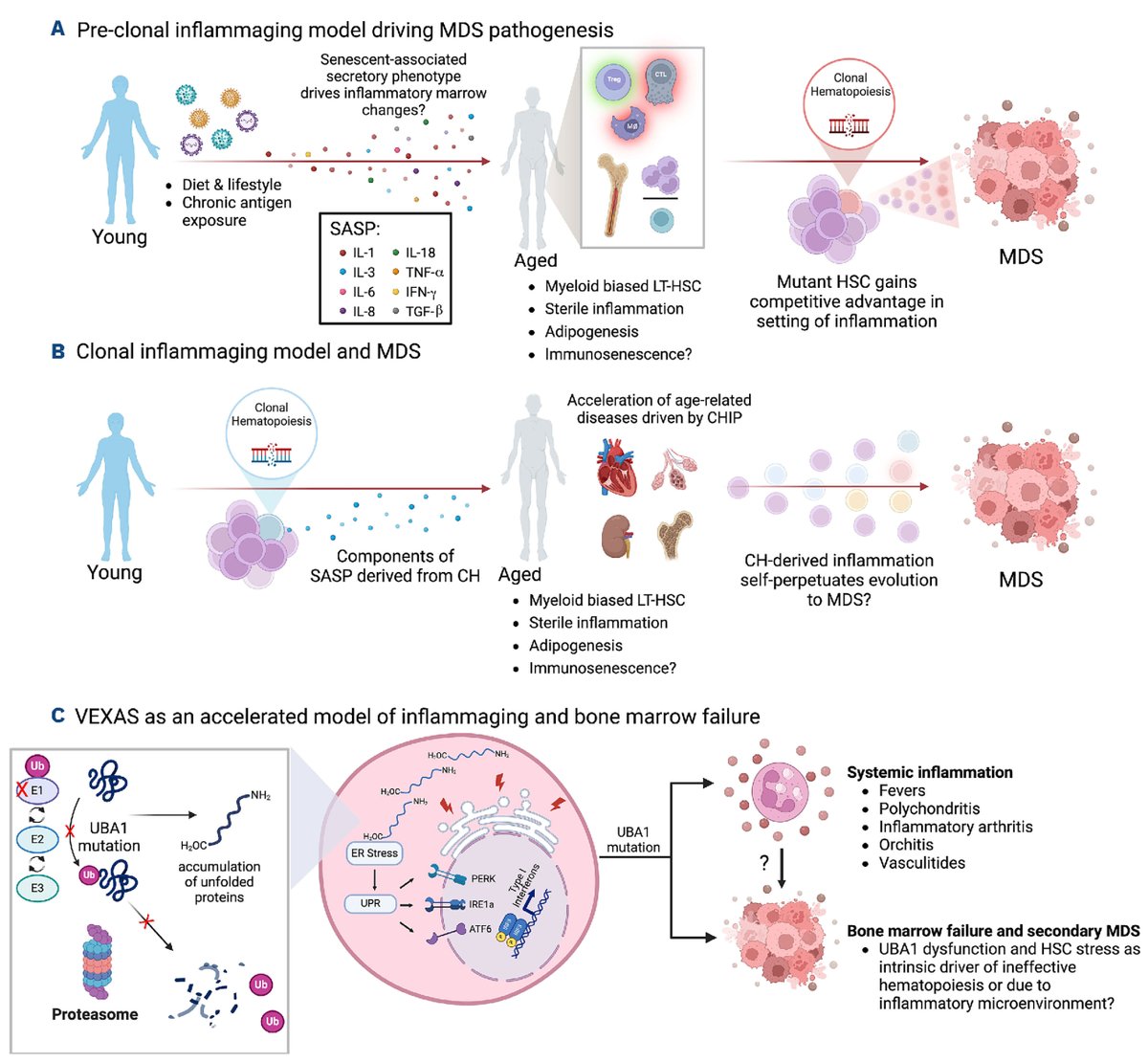 #ReviewSeries: Villaume and Savona review the current knowledge of inflammaging and aging of the hematopoietic system connecting them with the progression from CHIP to myelodysplastic syndromes.
haematologica.org/article/view/h…