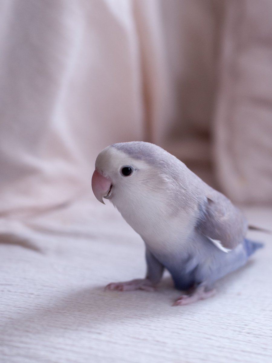 chimidoro69's tweet image. 久しぶりにミミゑを撮った

#Nikond200 #ccdsensor 
#こざくらいんこ #lovebird