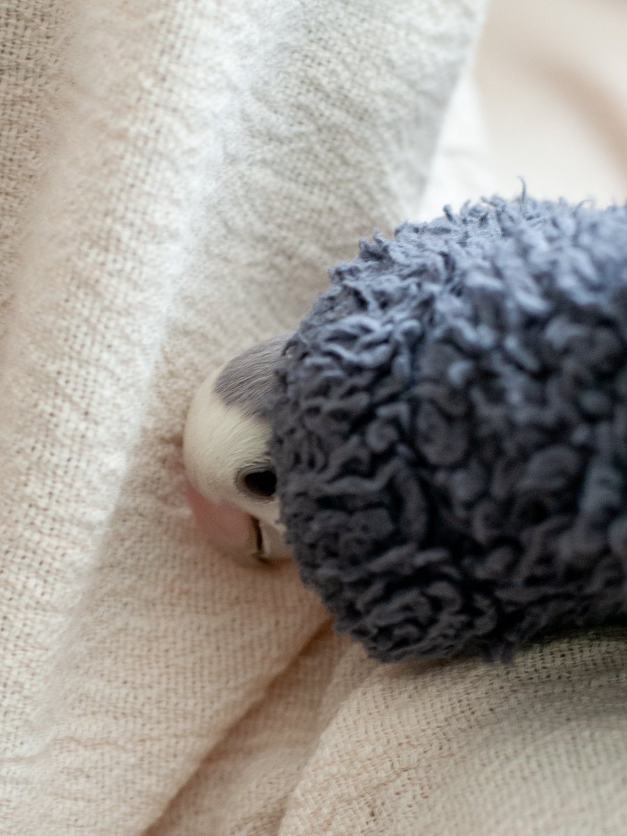 chimidoro69's tweet image. 久しぶりにミミゑを撮った

#Nikond200 #ccdsensor 
#こざくらいんこ #lovebird