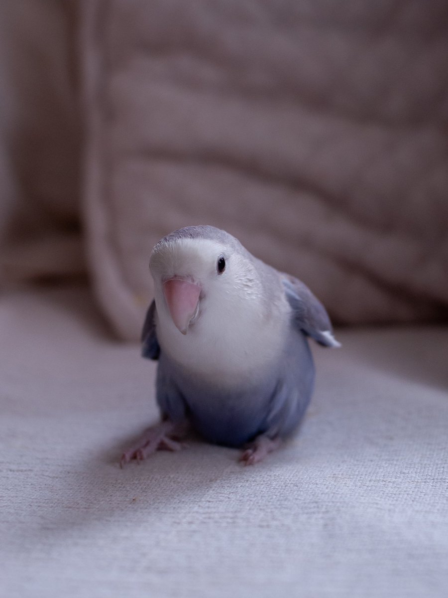 chimidoro69's tweet image. 久しぶりにミミゑを撮った

#Nikond200 #ccdsensor 
#こざくらいんこ #lovebird