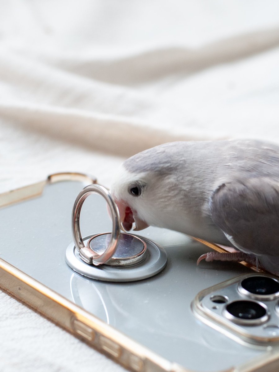 chimidoro69's tweet image. 久しぶりにミミゑを撮った

#Nikond200 #ccdsensor 
#こざくらいんこ #lovebird